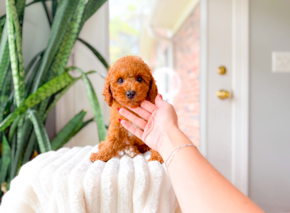 Best Cavapoo Baby