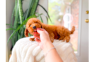 Cute Cavoodle Poodle Mix Puppy