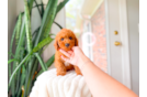 Cavapoo Pup Being Cute