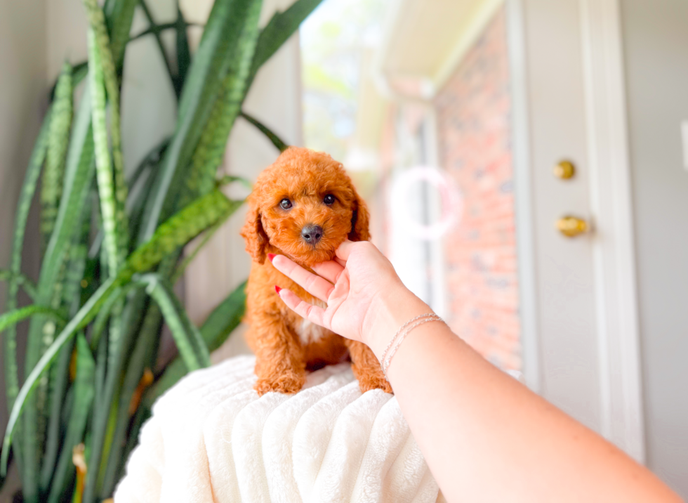 Cavapoo Pup Being Cute