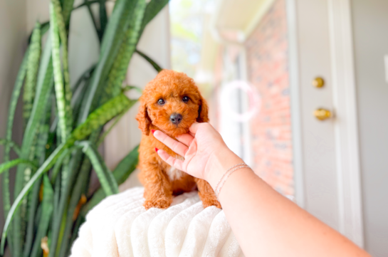 Cavapoo Pup Being Cute