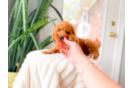Cavapoo Puppy for Adoption