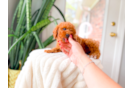 Cute Cavapoo Baby