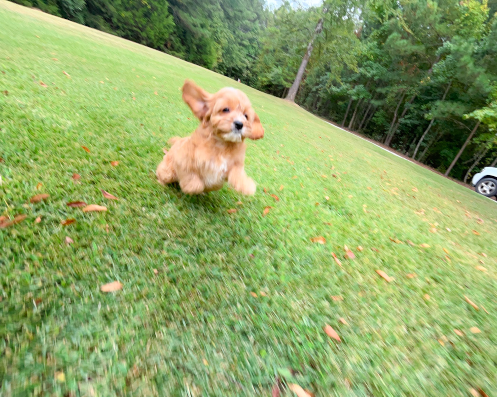 Cavapoo Puppy for Adoption