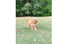 Cute Cavapoo Baby