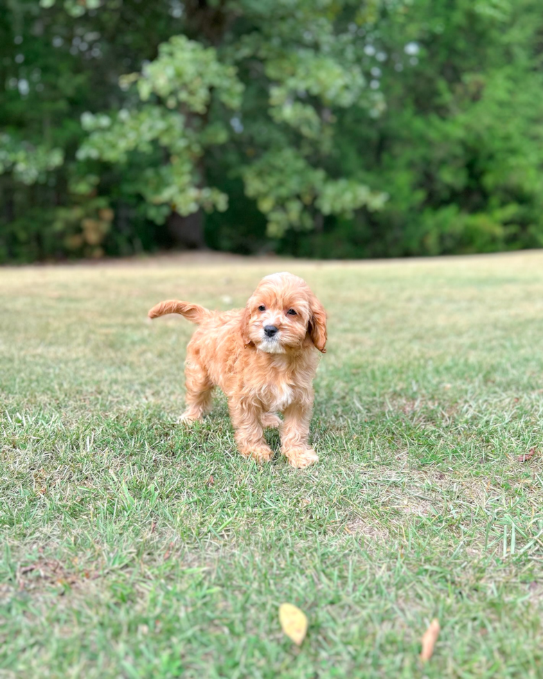 Cute Cavapoo Baby