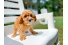 Cute Cavapoo Baby