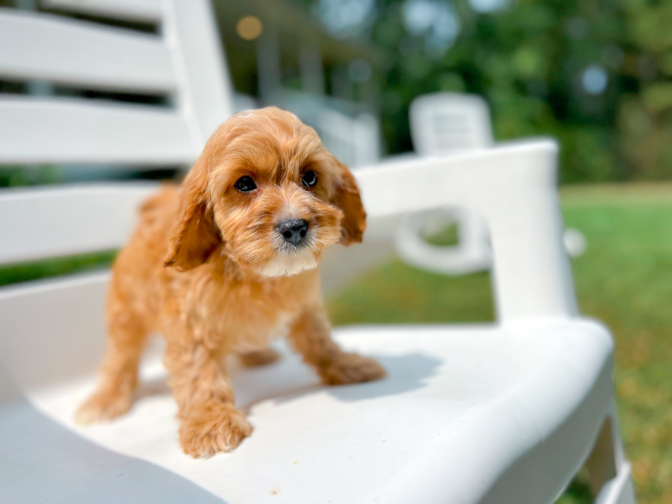 Cute Cavapoo Baby