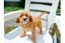 Best Cavapoo Baby