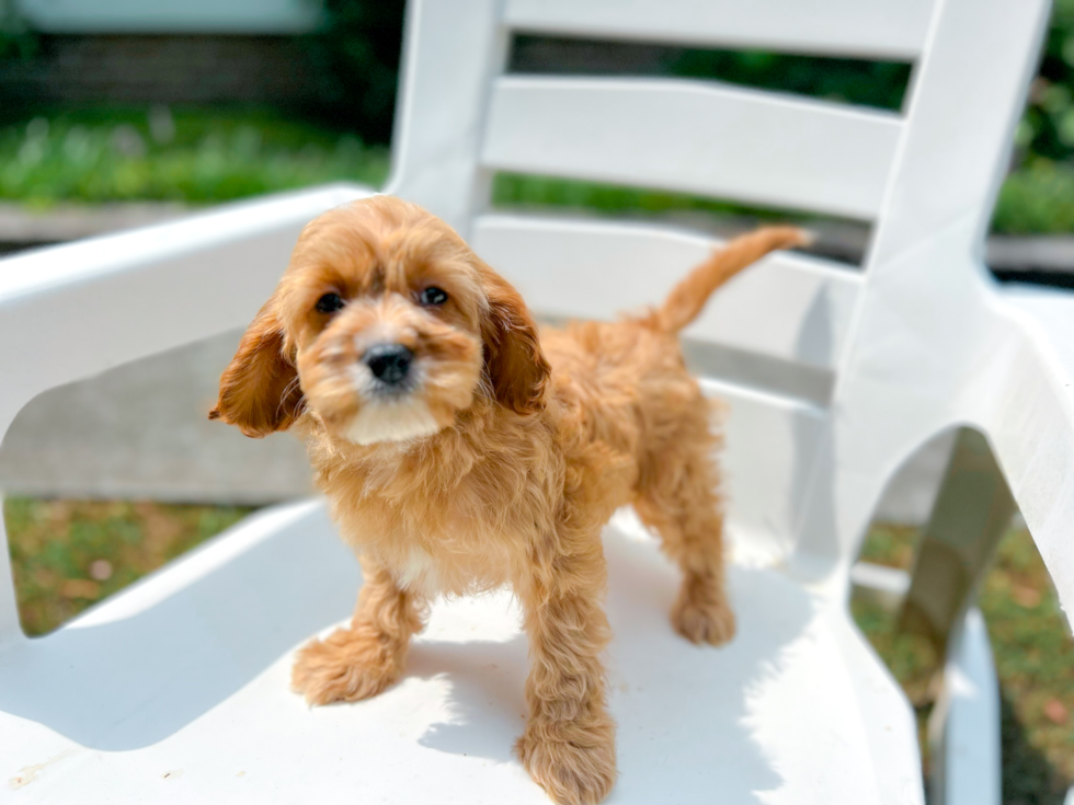 Best Cavapoo Baby