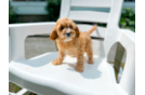 Cute Cavoodle Poodle Mix Puppy