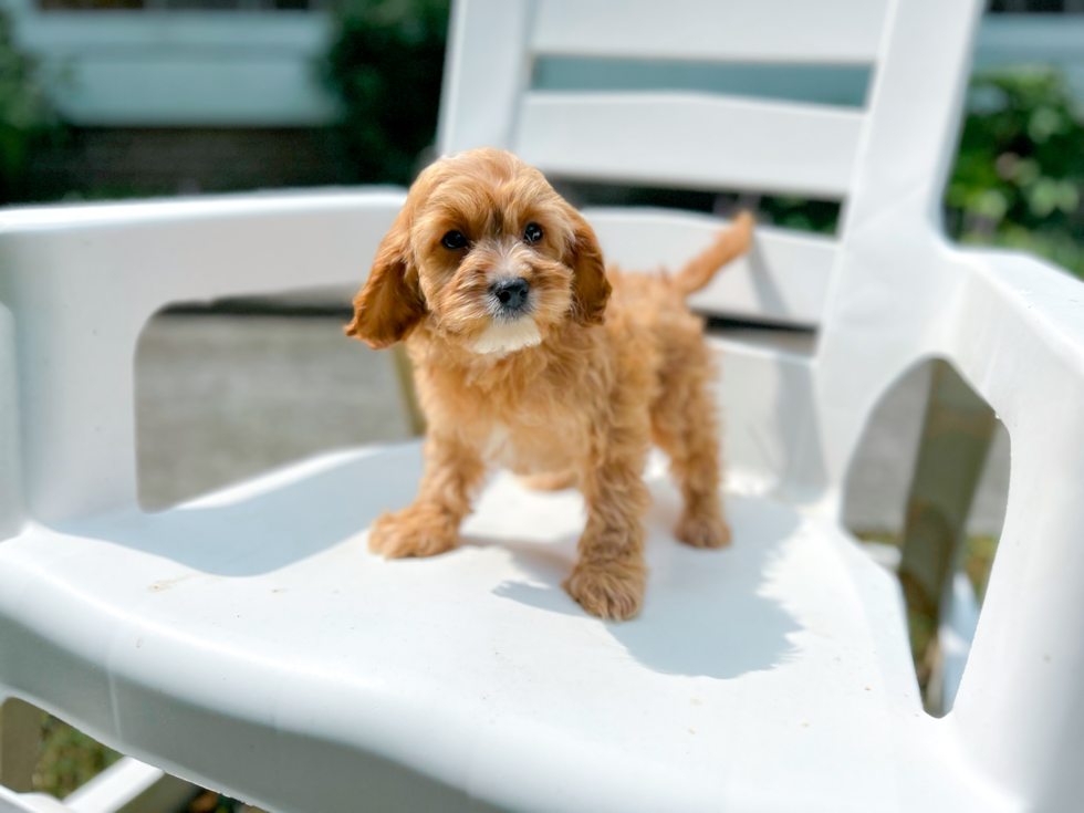 Cute Cavoodle Poodle Mix Puppy