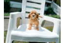 Cute Cavapoo Baby