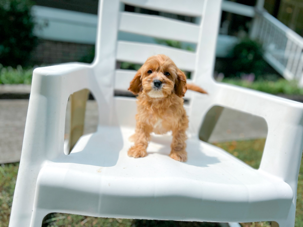 Cute Cavapoo Baby