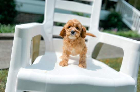 Cute Cavapoo Baby