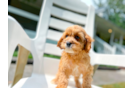 Cute Cavapoodle Poodle Mix Puppy