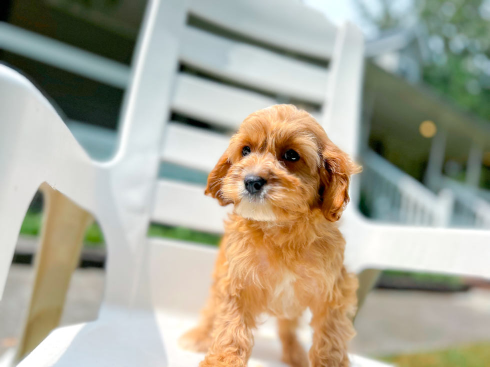 Cute Cavapoodle Poodle Mix Puppy