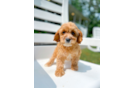 Cavapoo Puppy for Adoption