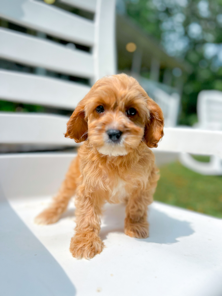 Cavapoo Puppy for Adoption