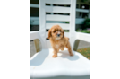 Cavapoo Puppy for Adoption