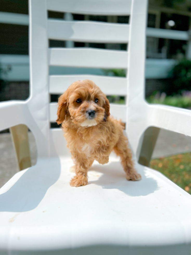 Cavapoo Puppy for Adoption