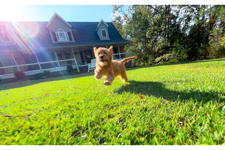 Cavapoo Pup Being Cute