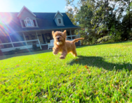 13 week old Cavapoo Puppy For Sale - Simply Southern Pups