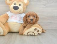 8 week old Cavapoo Puppy For Sale - Simply Southern Pups