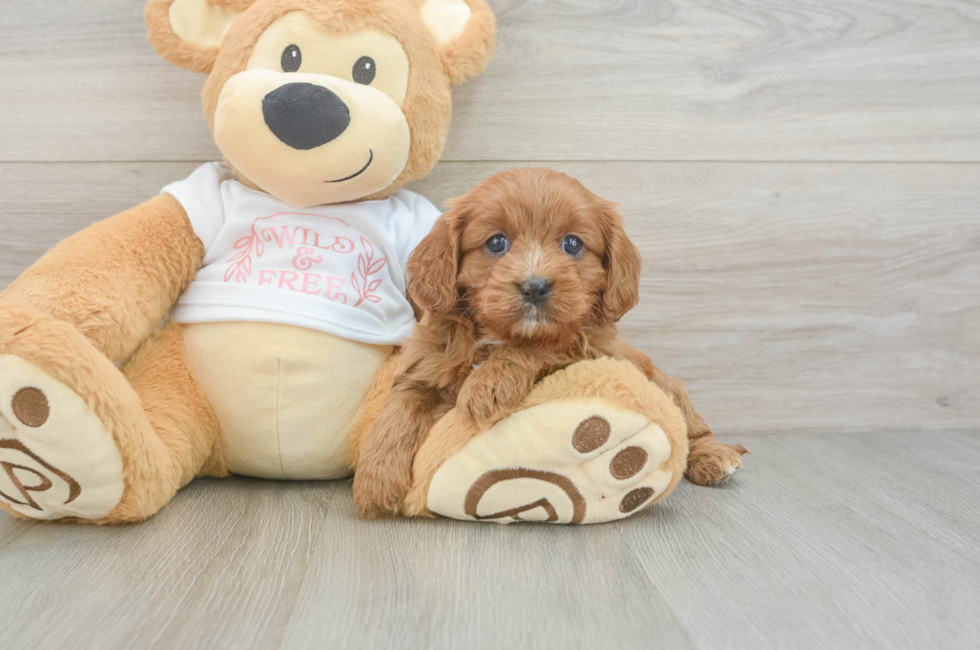 7 week old Cavapoo Puppy For Sale - Simply Southern Pups