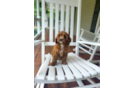 Cavapoo Puppy for Adoption