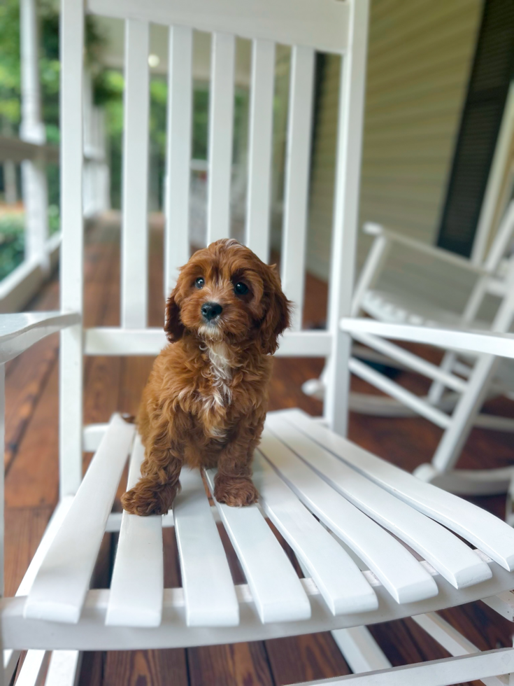 Cavapoo Puppy for Adoption