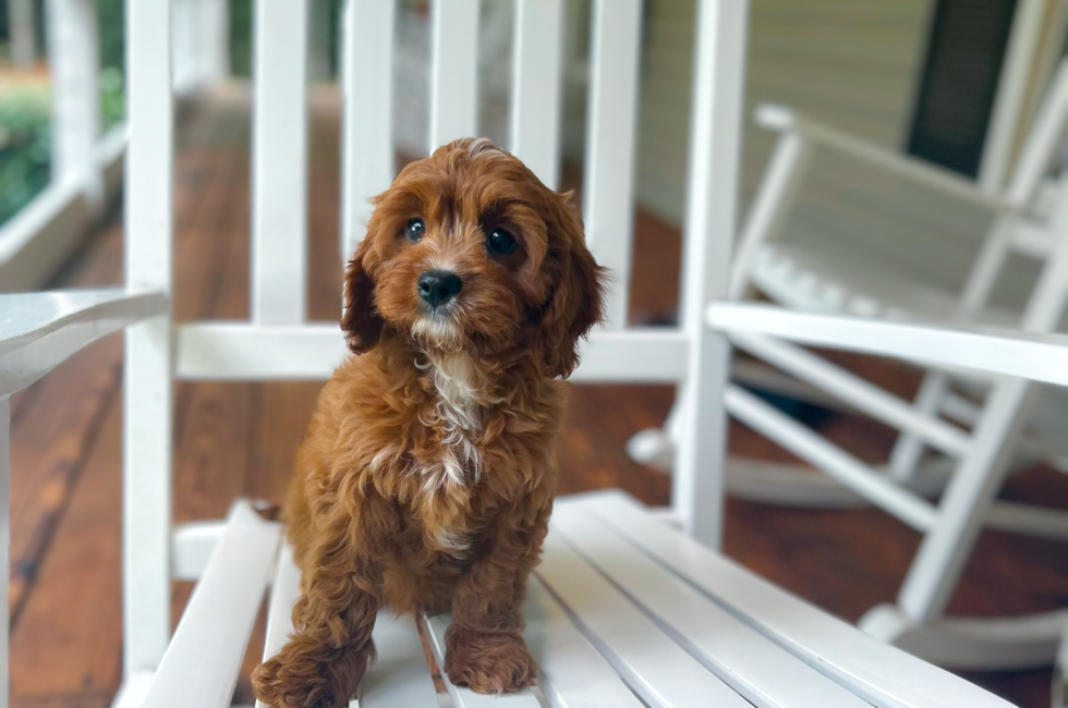 10 week old Cavapoo Puppy For Sale - Simply Southern Pups