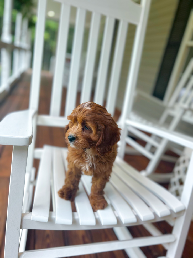 Cute Cavipoo Poodle Mix Puppy