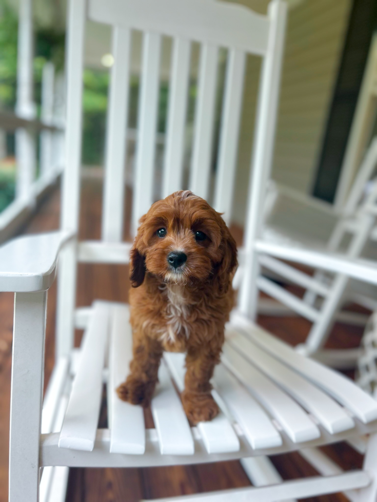 Cute Cavapoo Baby