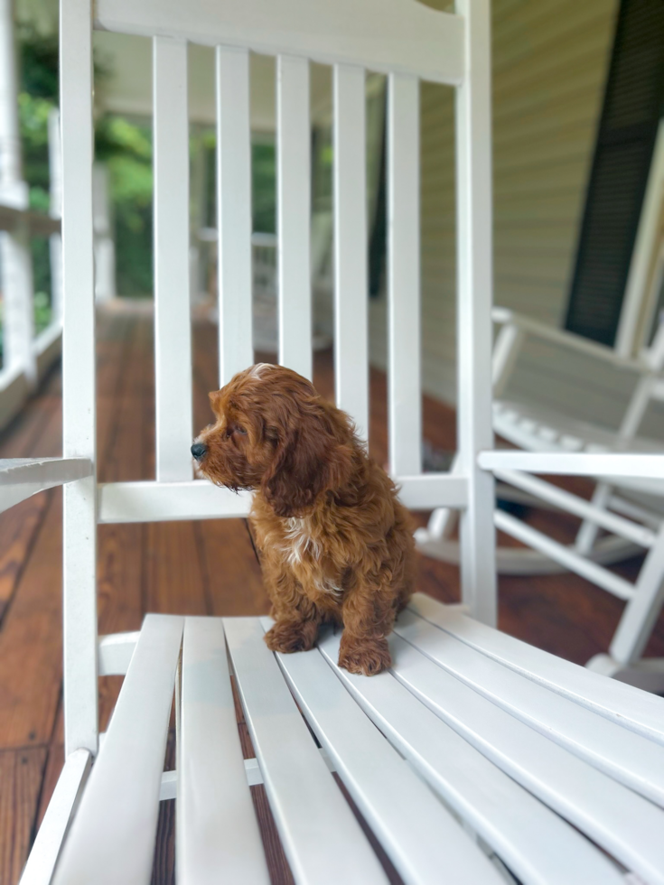 Cute Cavapoo Baby