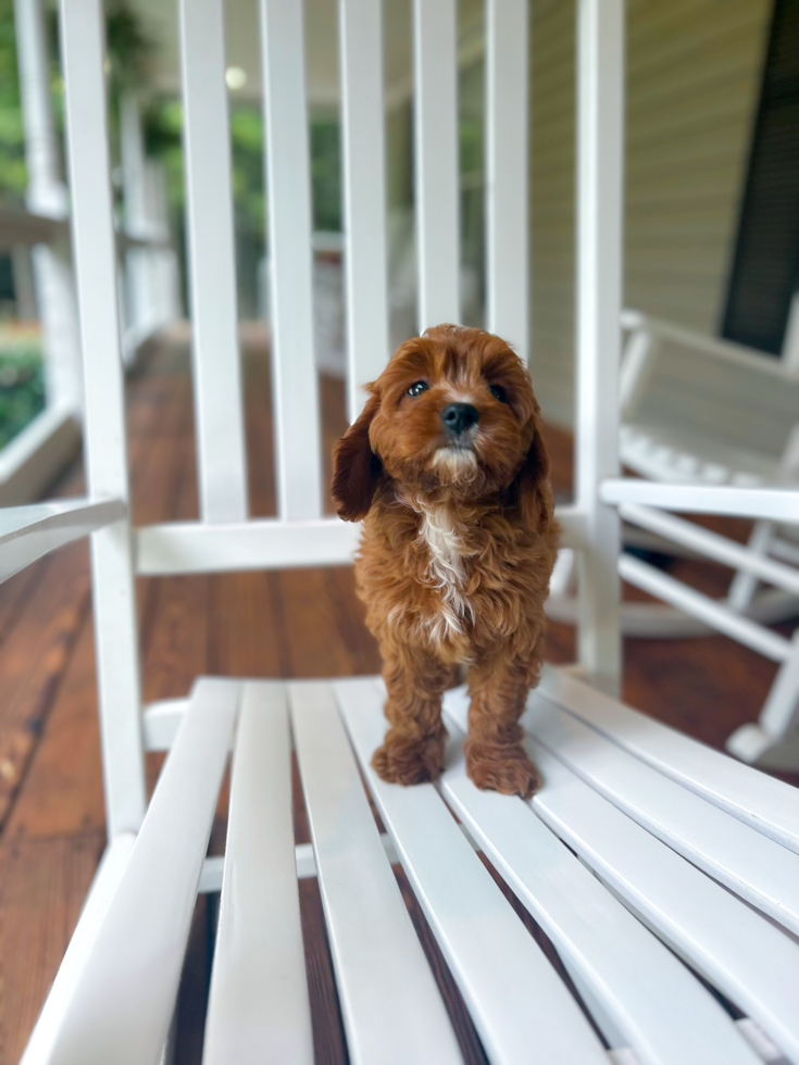 Best Cavapoo Baby