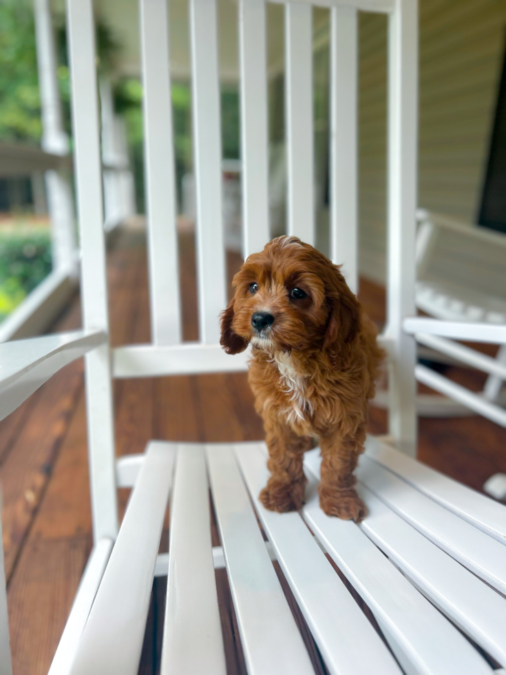 Cute Cavapoo Baby