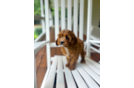 Cute Cavapoodle Poodle Mix Puppy