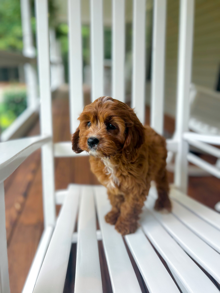 Cute Cavapoodle Poodle Mix Puppy