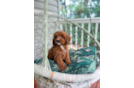 Cavapoo Pup Being Cute