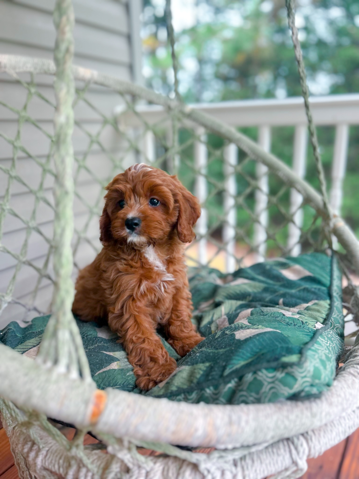 Cavapoo Pup Being Cute