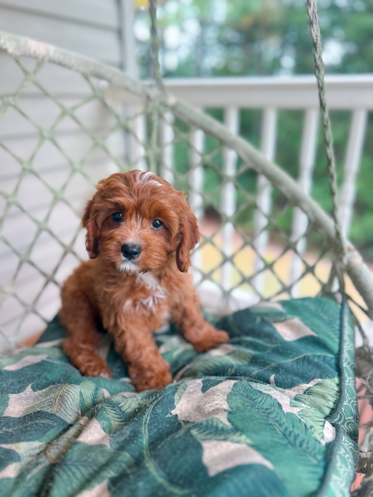 Cute Cavapoo Baby