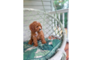 Cavapoo Puppy for Adoption