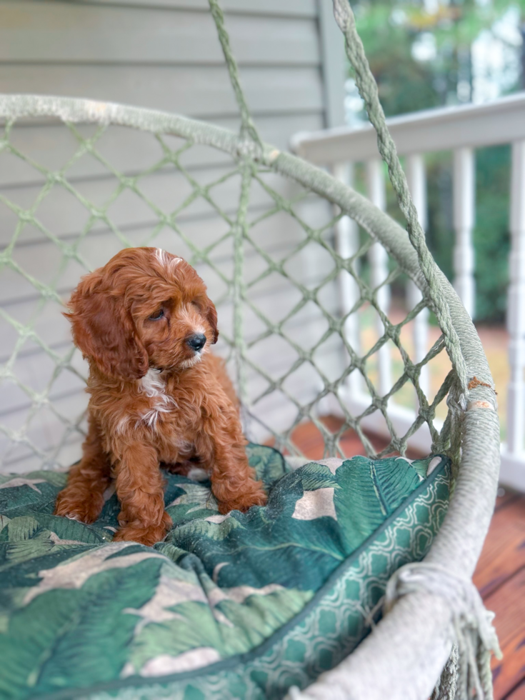 Cavapoo Puppy for Adoption