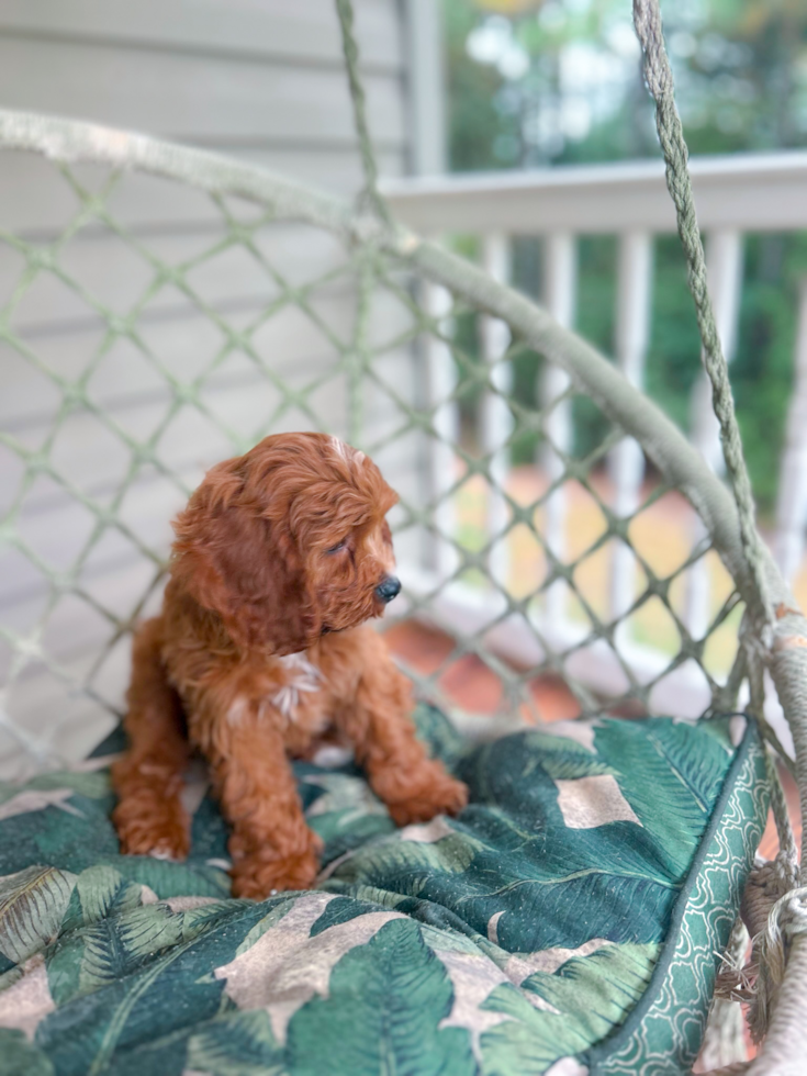 Cute Cavapoodle Poodle Mix Puppy