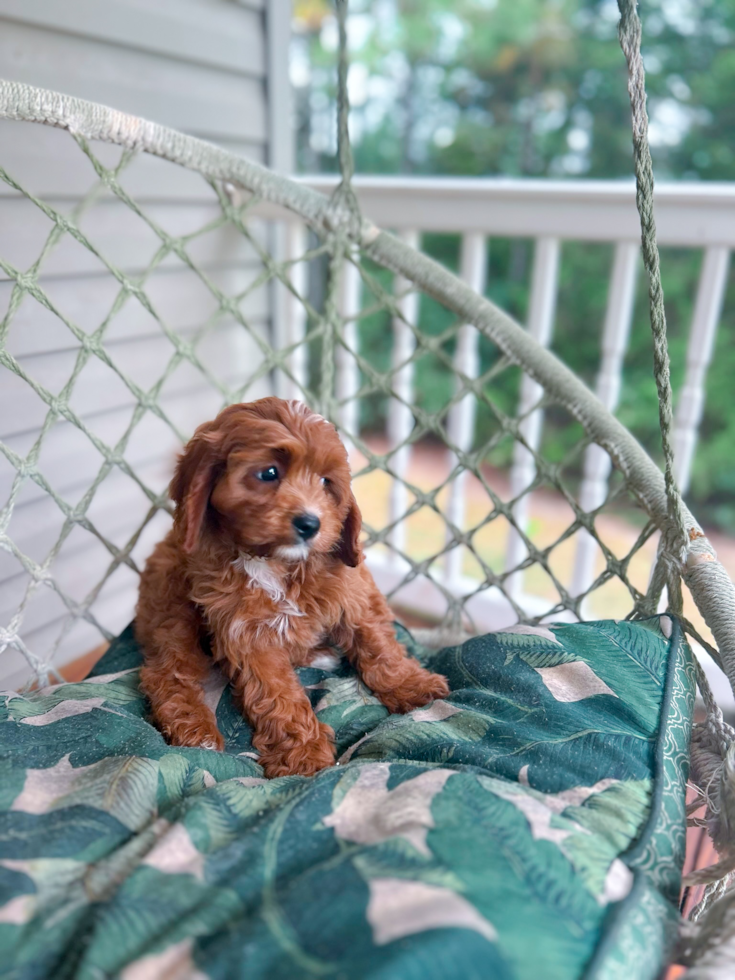 Cute Cavipoo Poodle Mix Puppy