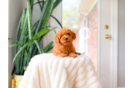 Cute Cavapoo Baby