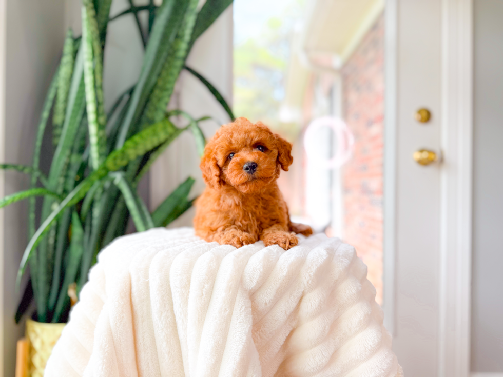 Cute Cavapoo Baby