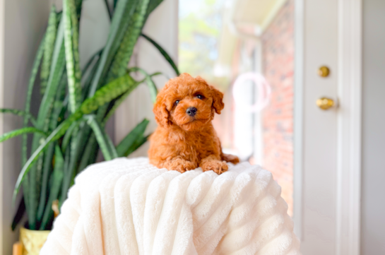 Cute Cavapoo Baby