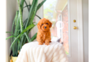 Cute Cavapoo Baby